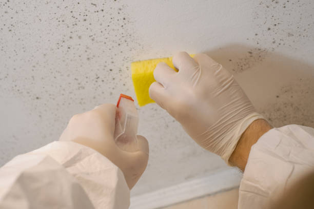 Mathews, LA Mold Removal Company